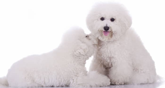 männlicher und weiblicher Bichon Frise