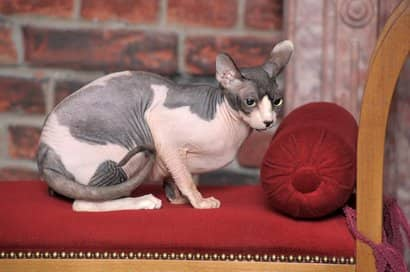 rosa und graue Sphynx weibliche Katze