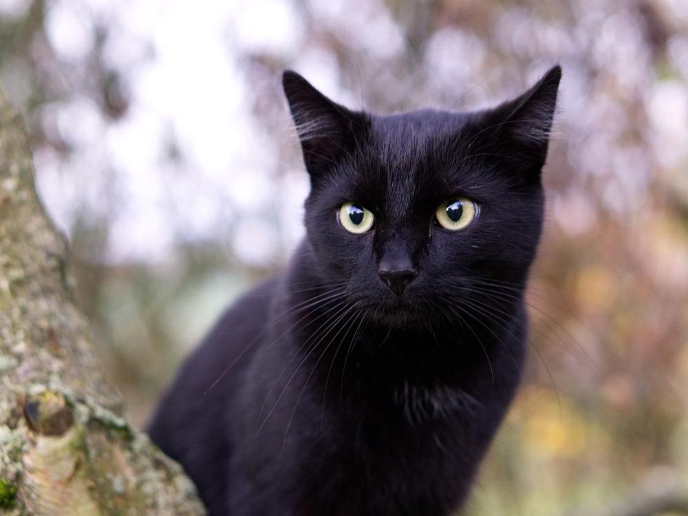 schwarze Katze