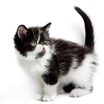 schwarze und weiße weibliche Katze