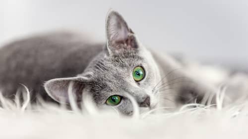 schöne graue Katze