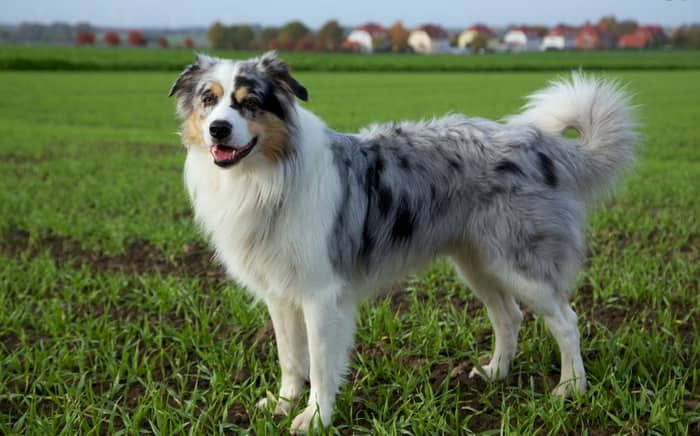 australischer Schäferhund männlich