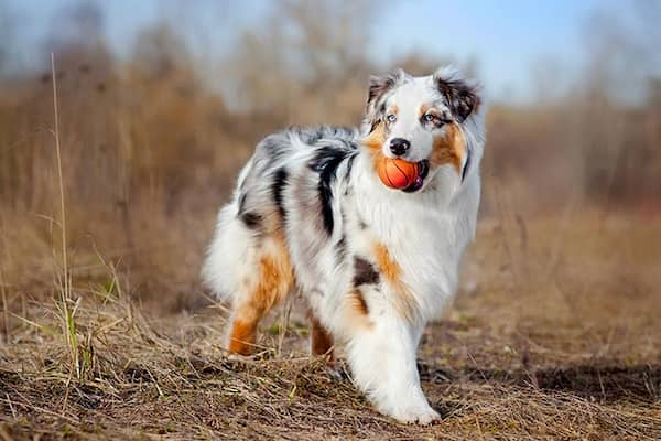 weiblicher australischer schäferhund schwarz grau und nega