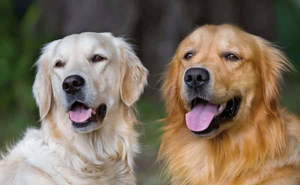 zwei englische Golden Retriever Hunde