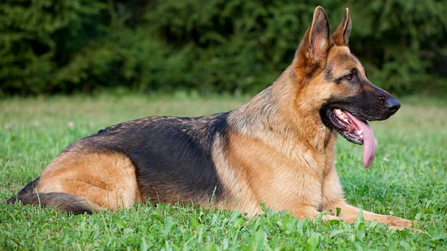 namen für Deutschen Schäferhund mit Bedeutung