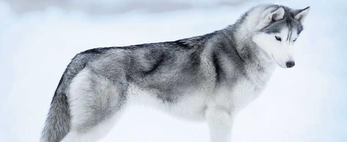 Sibirischer Husky