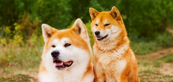asiatische Namen für Hunde