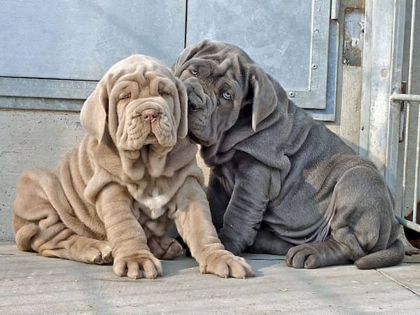 Neapolitanischer Mastiff