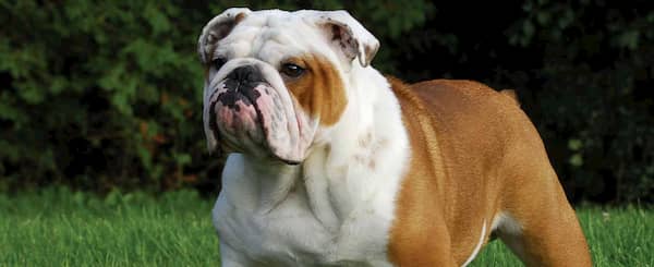 englische Bulldogge