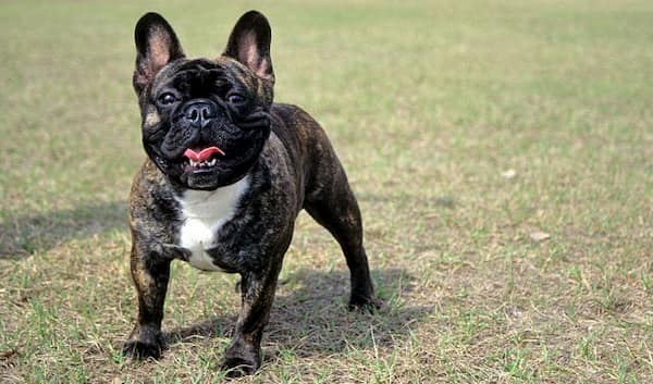 gestromte Farbe männliche französische Bulldogge