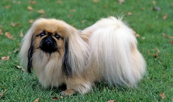 pekinese