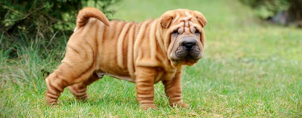 zerknitterte Shar Pei