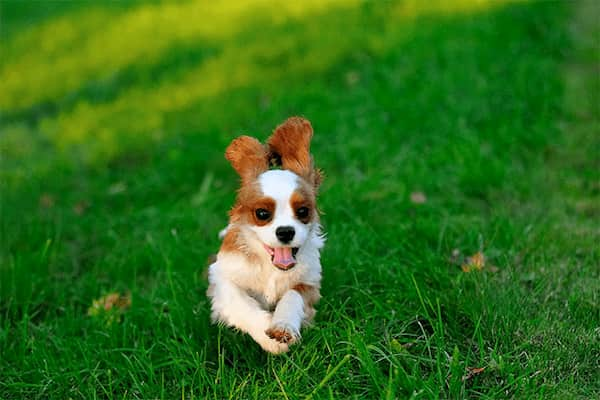 Cavalier Spaniel