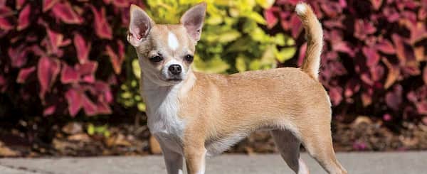 Chihuahua-klein