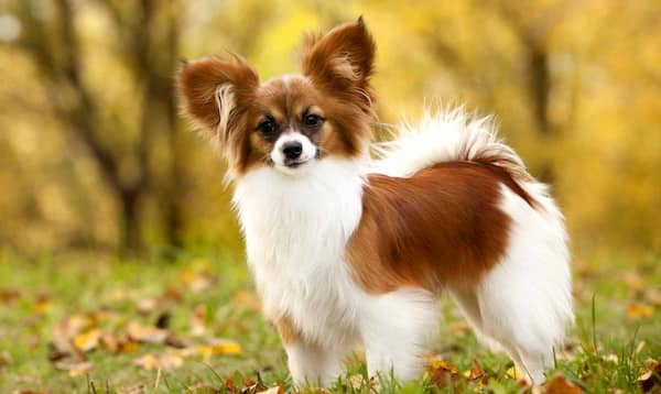 Papillon Hund