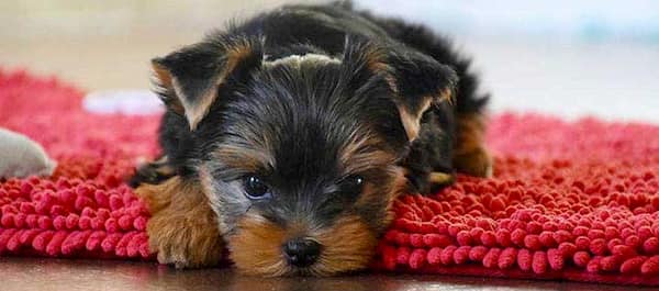 Yorkshire-Terrier-Welpe