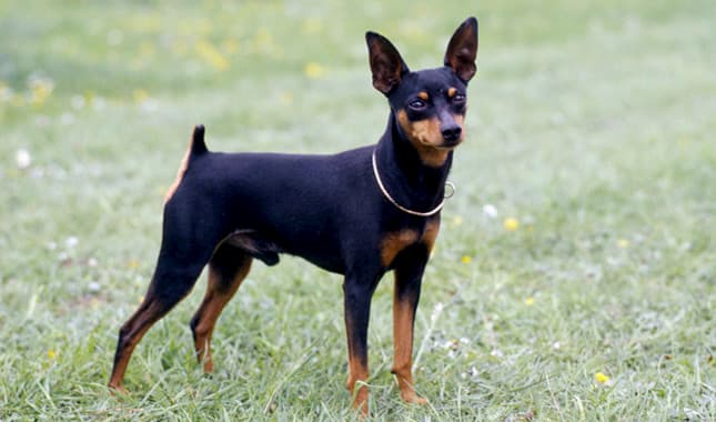 Zwergpinscher