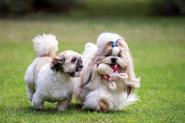 weiblich und männlich von shih-tzu