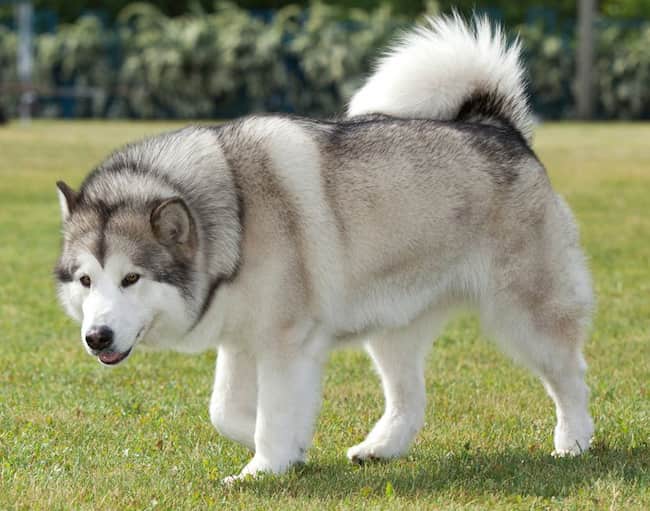 Alaska-Malamute-Wolf-Hund-Hübsch