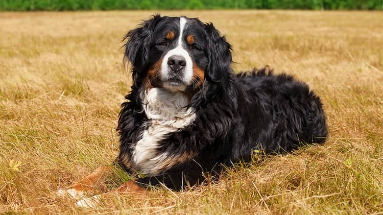 Berner Sennenhund A-Sehr hübsche Rasse