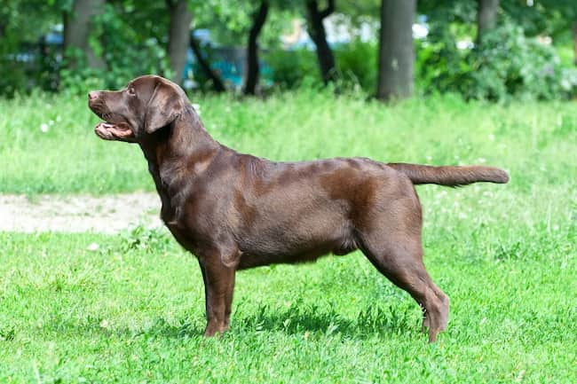 Labrador-Retriever-Farbe-Schokolade