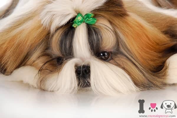 Shih-Tzu-Langhaar-Rasse