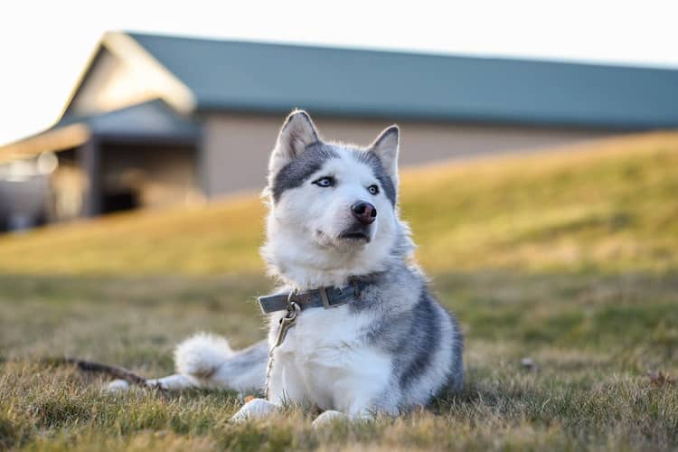 Sibirischer Husky