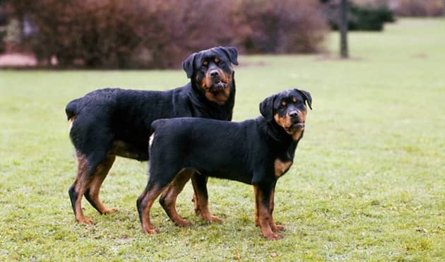 Zwei-Hunde-Rotweiler