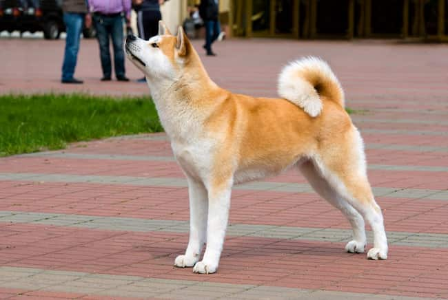 akita-inu-top-niedliche-hunderassen