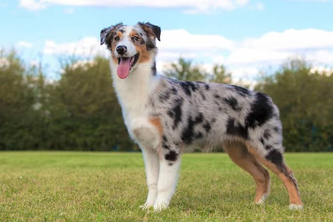 australian-shepherd-schöne-tricolor