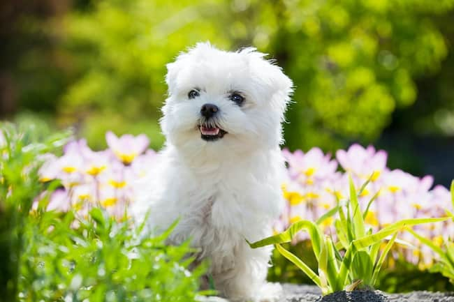 bichon-malteser-hund-weiß