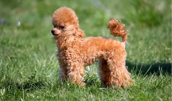 caniche-con-el-pelo-naranja