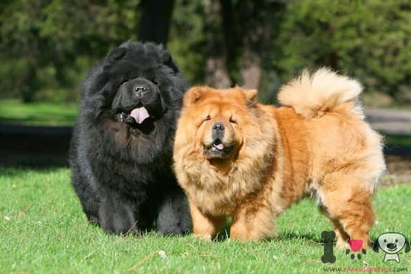 chinesische Chow-Chow-Hunde schwarze und braune Farbe