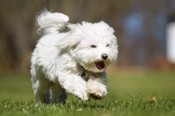 coton-de-tulear-weißer-pelziger-hund