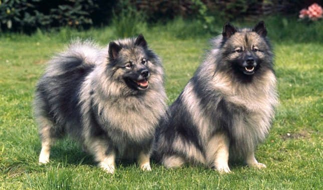 zwei-pelzige-hunde-der-rasse-keeshond