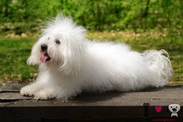 Bichon Bolognese