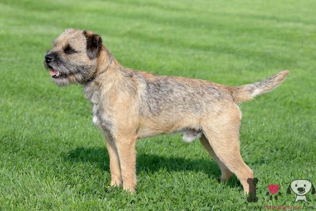 Border Terrier