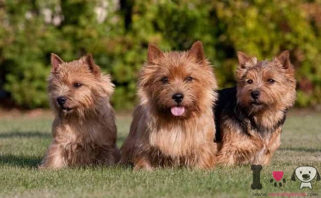 Drei-Hunde-Terrier-im-Feld