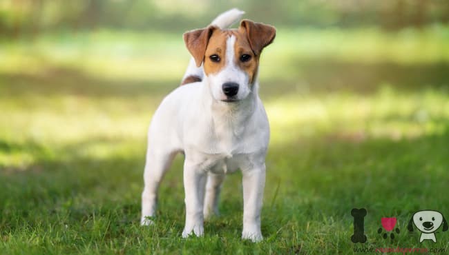 Jack Russell Terrier weiß und braun