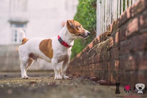 Jack Russell Terrier