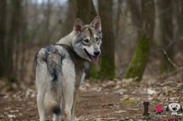 Saarloos-Wolf-Hund