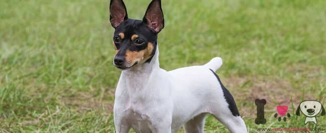 Schwarz-Weiß-Toy Foxterrier