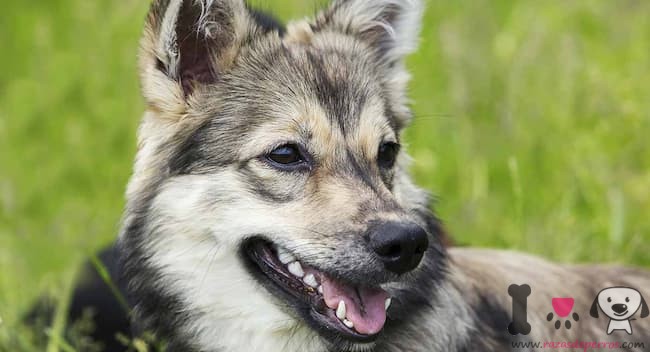 Schwedischer Vallhund