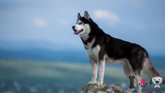 Sibirischer Husky