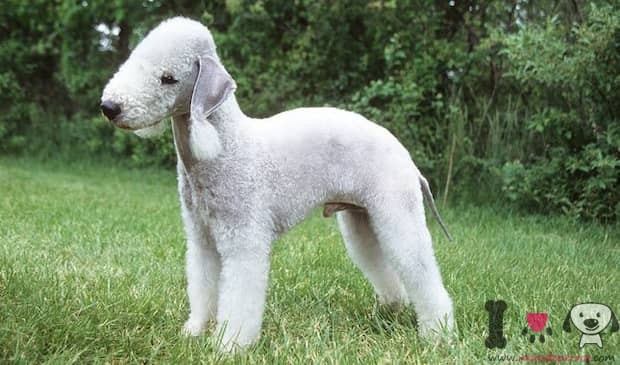 Silberweißer Bedlington Terrier