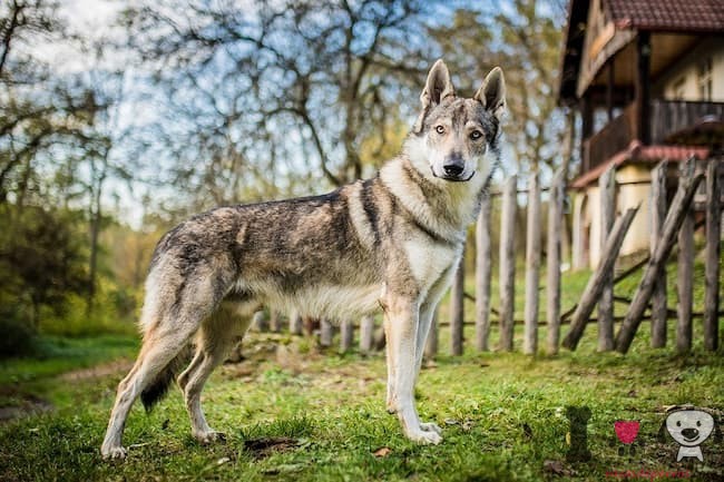 Tschechoslowakischer Wolfshund