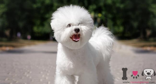 bichon frize weiblich