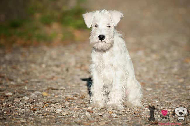 erwachsener schnauzer