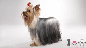 männlicher Yorkshire-Terrier mit langen Haaren