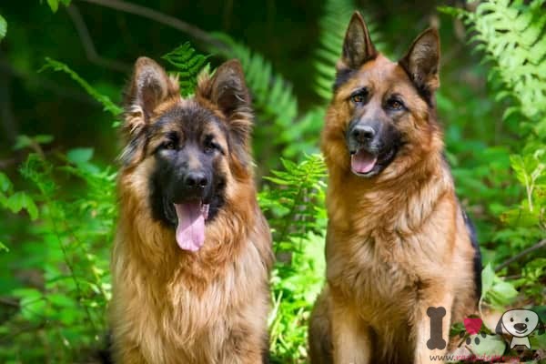 männlicher und weiblicher deutscher schäferhund